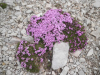 /album/fotogalerie-nabidka/silene-acaulis-jpg/